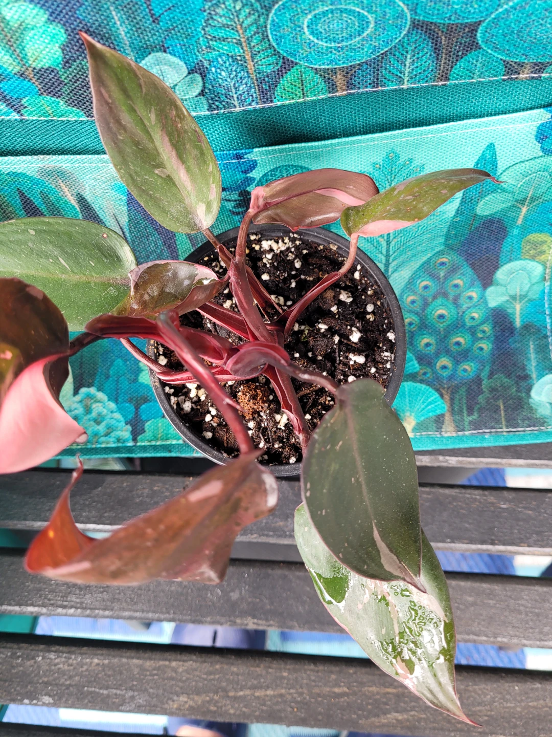 Philodendron Pink Princess Plant - photo 4