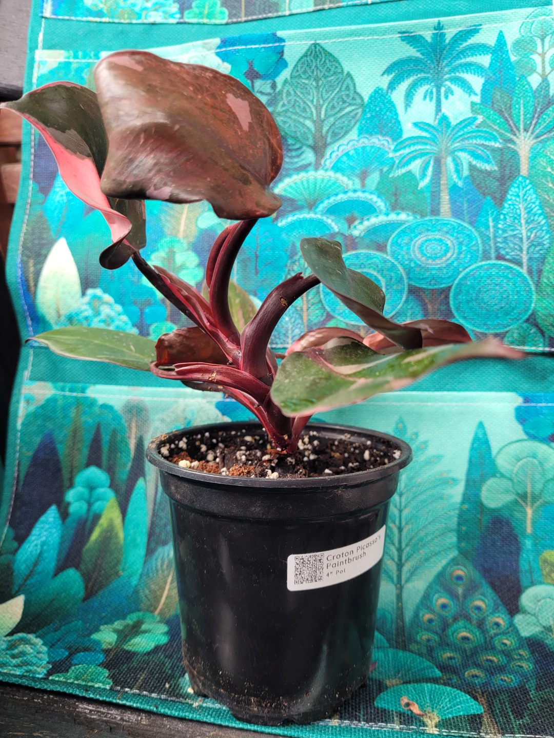 Philodendron Pink Princess Plant - photo 5