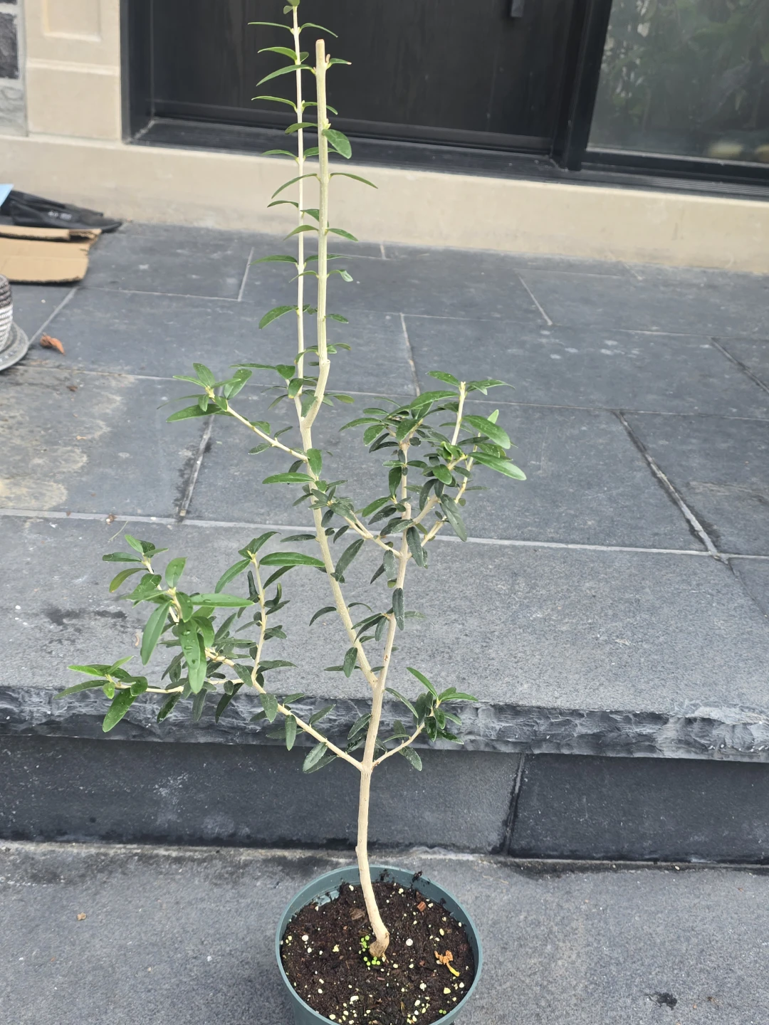 Potted Olive Tree Plant