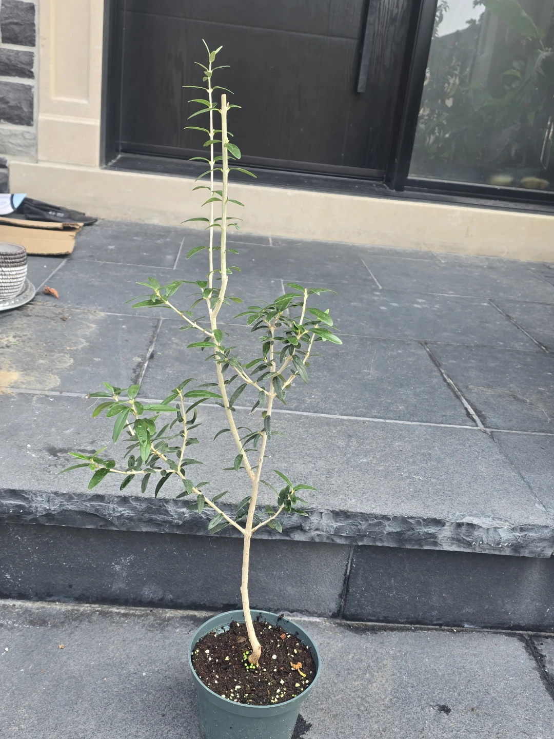 Potted Olive Tree Plant - photo 2