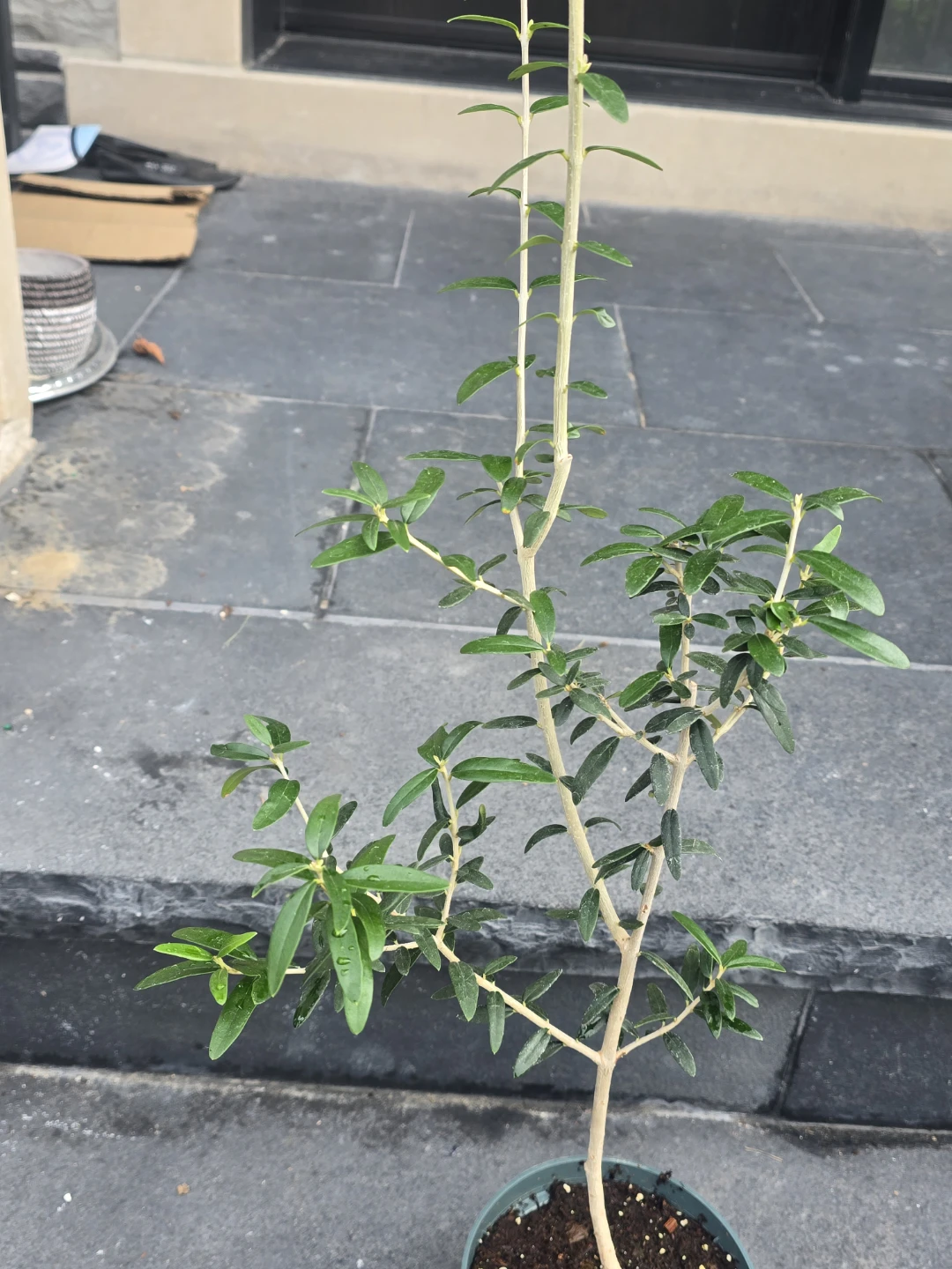 Potted Olive Tree Plant - photo 3
