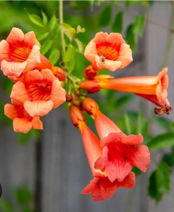 Orange Trumpet Vine Plant