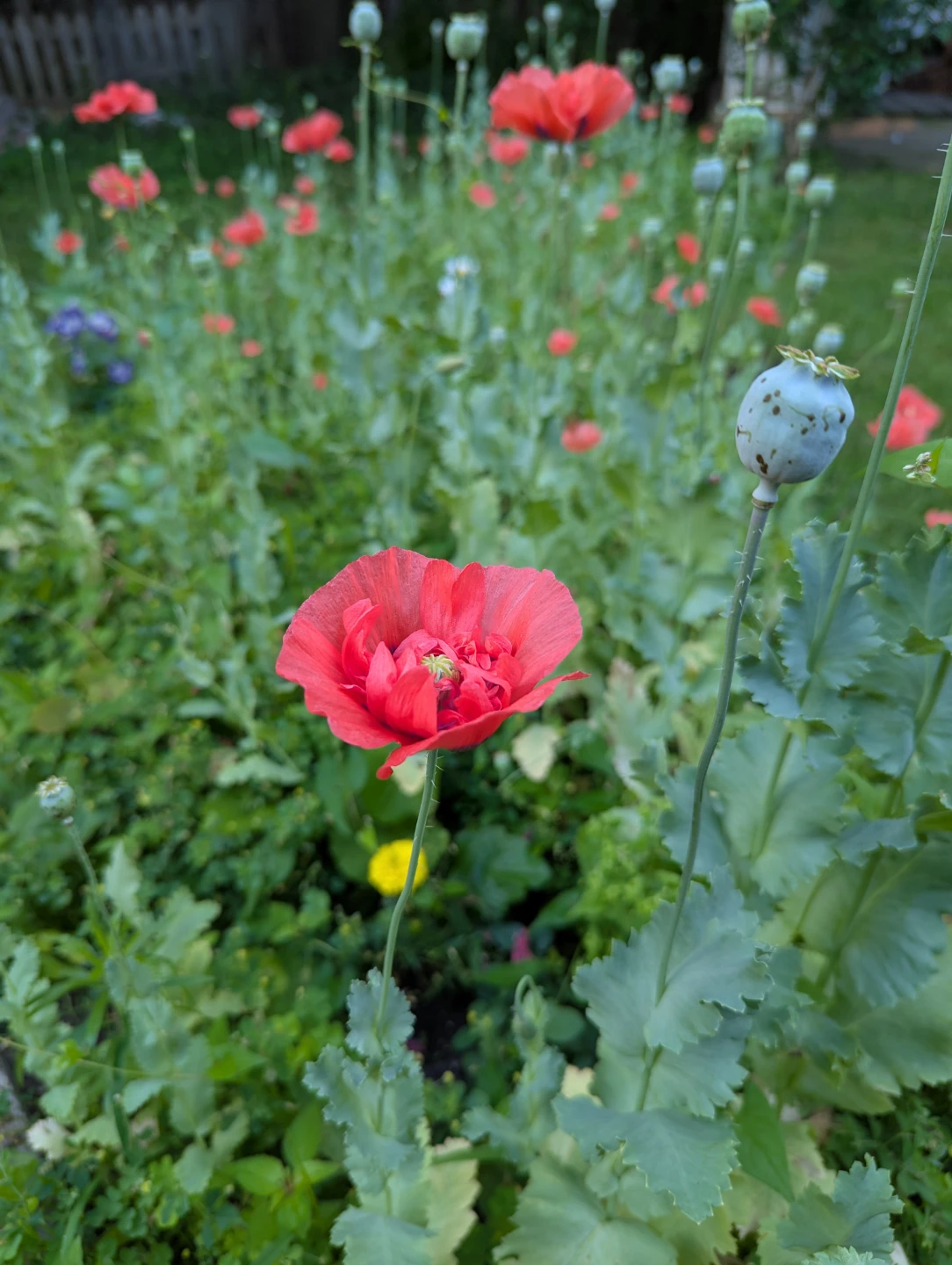 Poppy plants