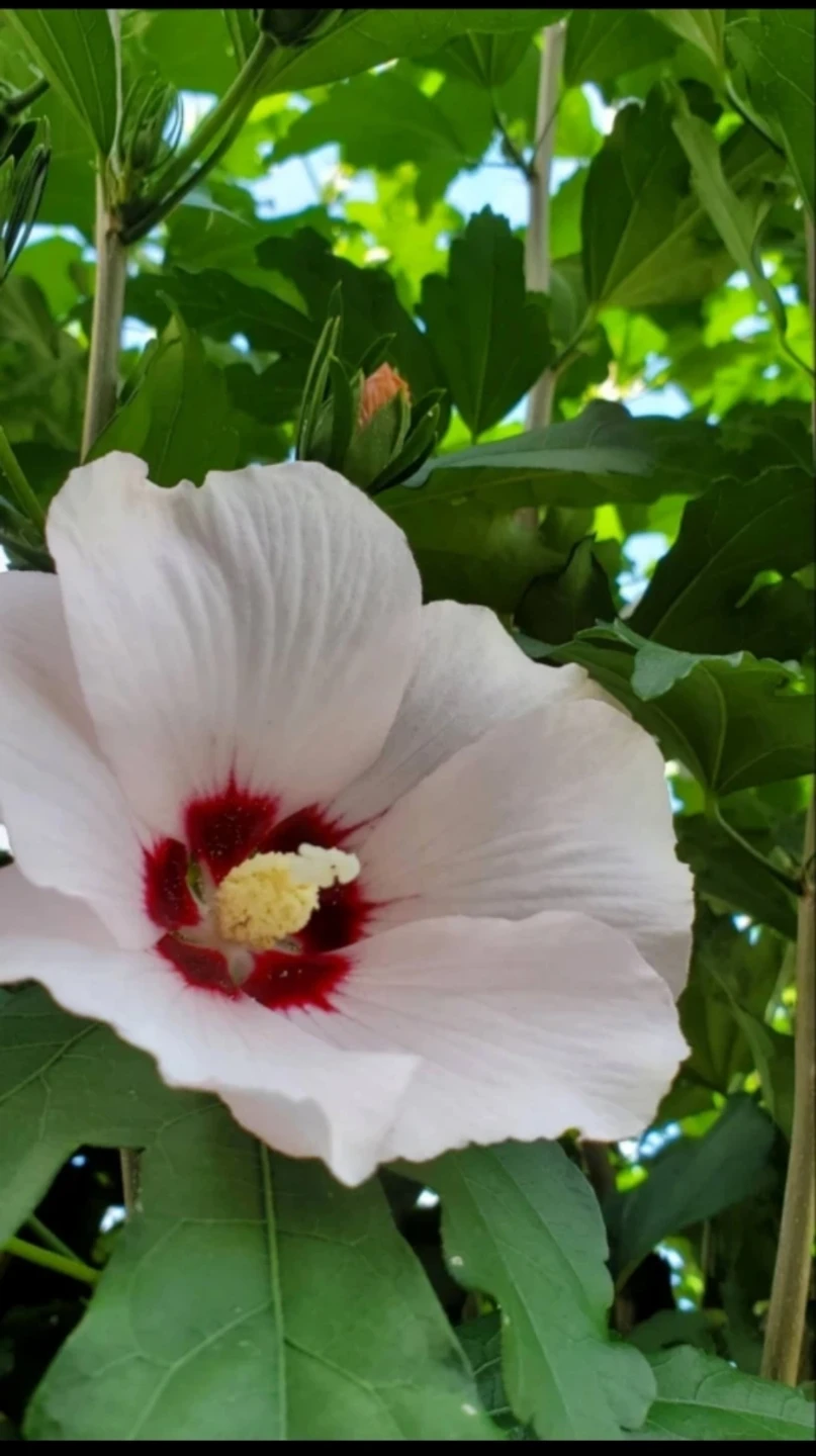 Rose of Sharon - photo 4