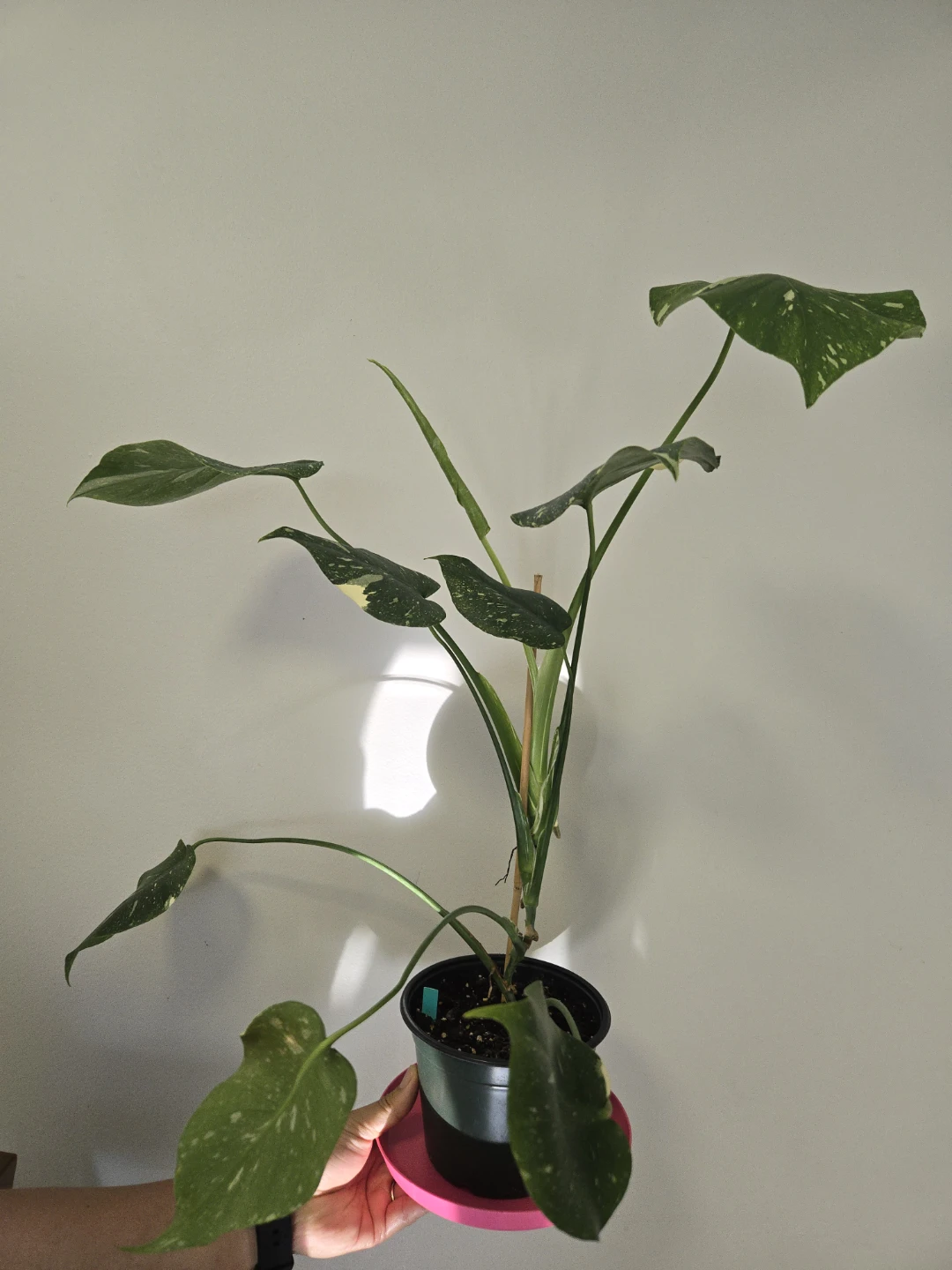 Monstera Thai Constellation in 6" pot - photo 3