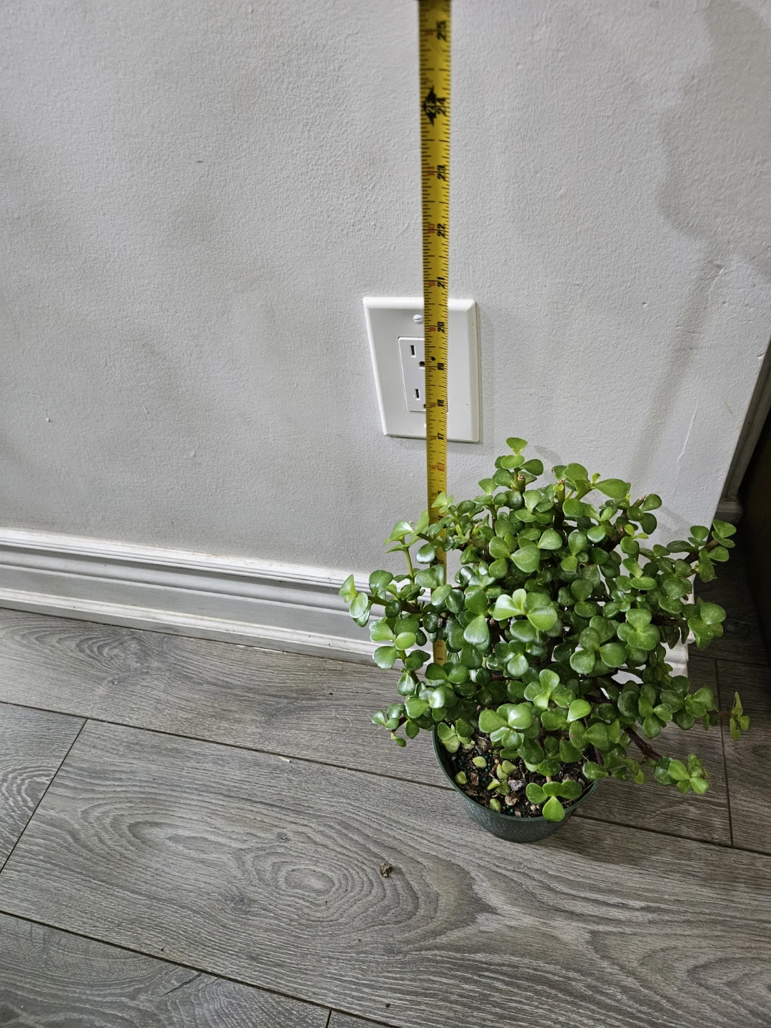 Jade Plant - photo 3