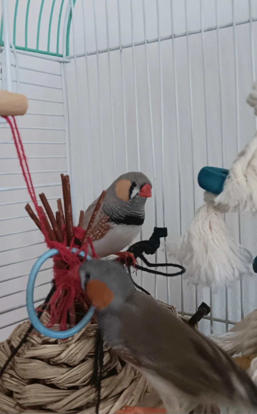 2 Zebra Finch with Cage  Lots of Food, Treata