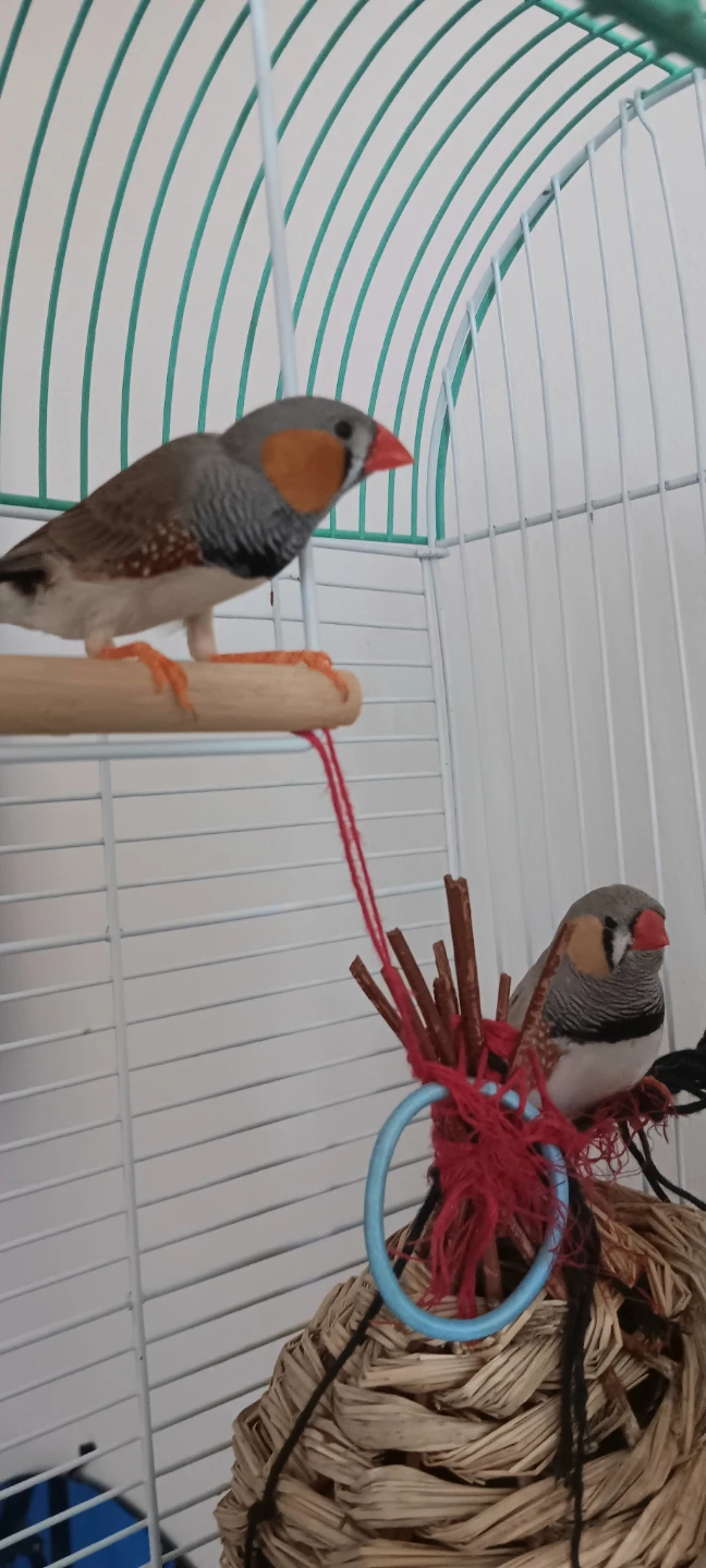 2 Zebra Finch with Cage  Lots of Food, Treata - photo 2