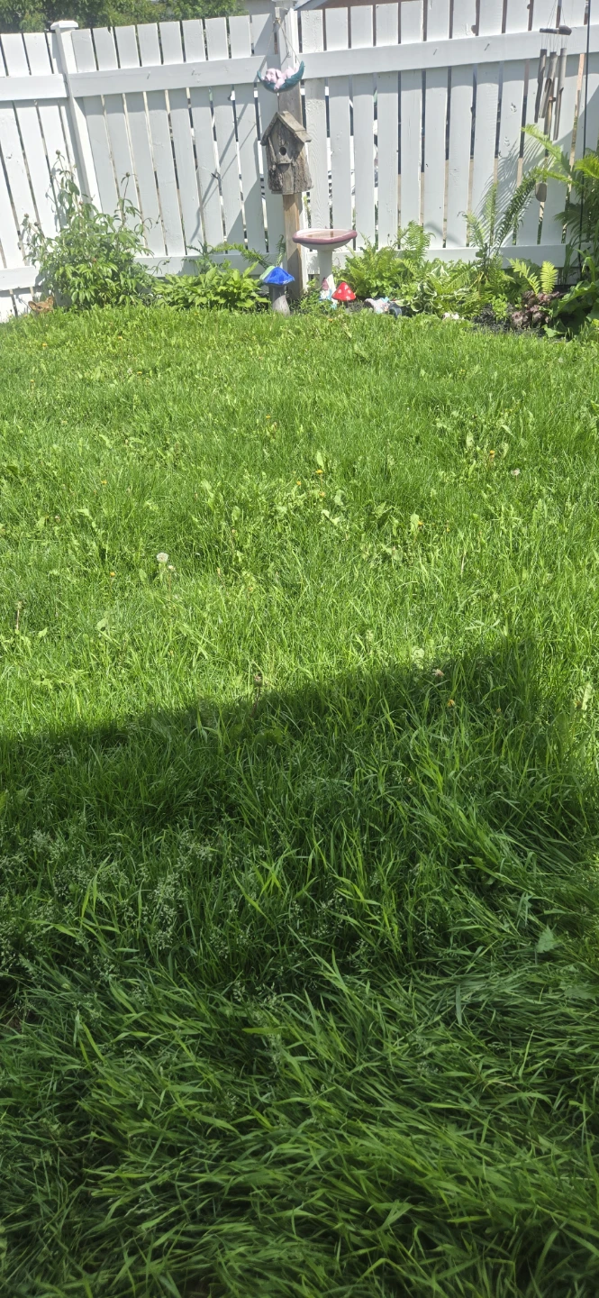 Lawn mowing service edmonton - photo 3