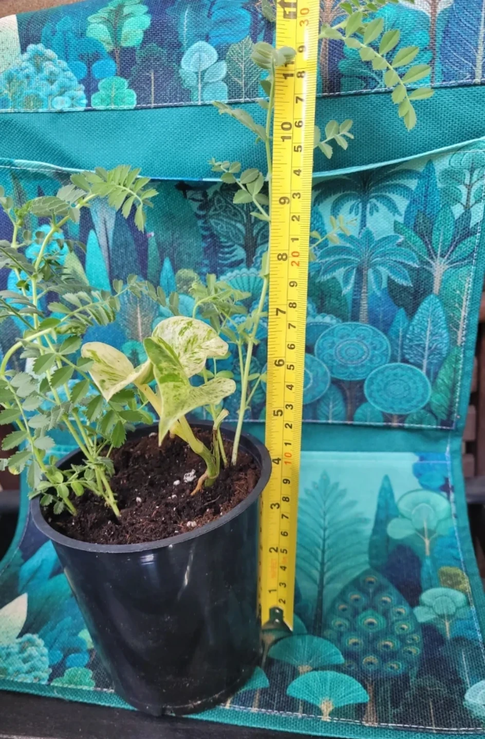 Potted Chickpea Plant and Pothos - photo 4