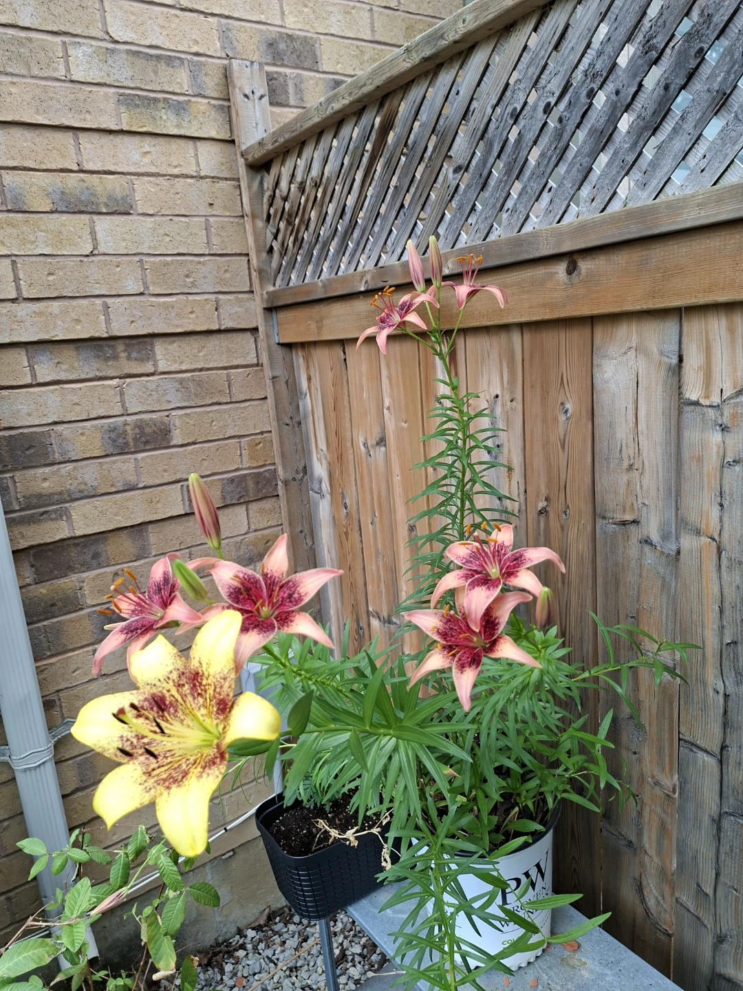 Tango Assorted Asiatic Hybrid Lilium - photo 4