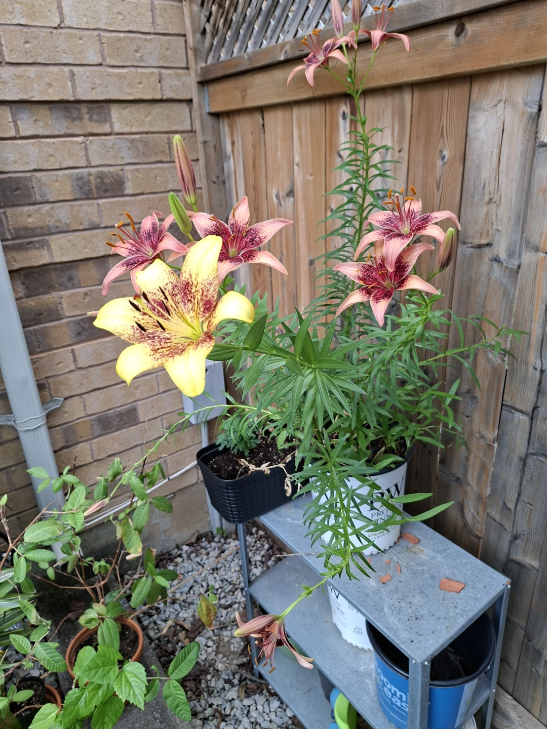 Tango Assorted Asiatic Hybrid Lilium - photo 5