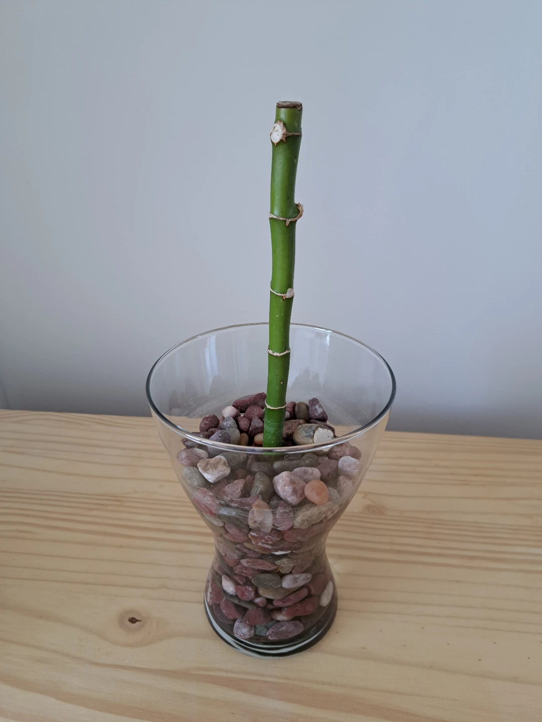 Lucky Bamboo in Glass Vase