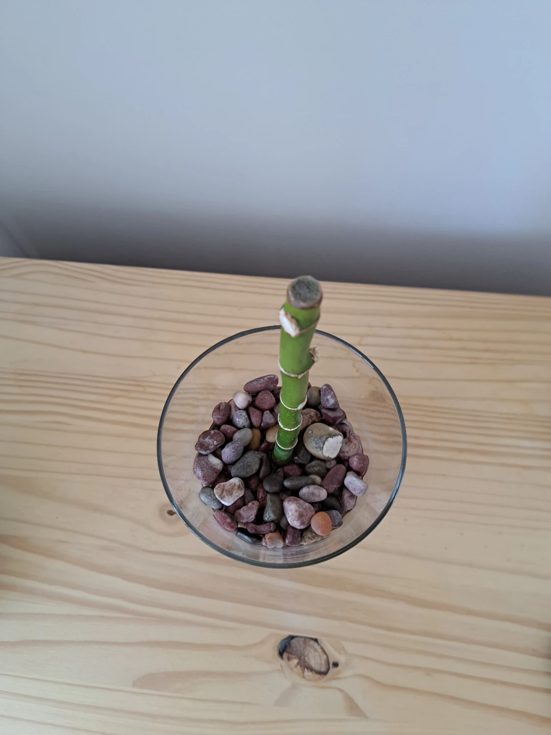 Lucky Bamboo in Glass Vase - photo 2