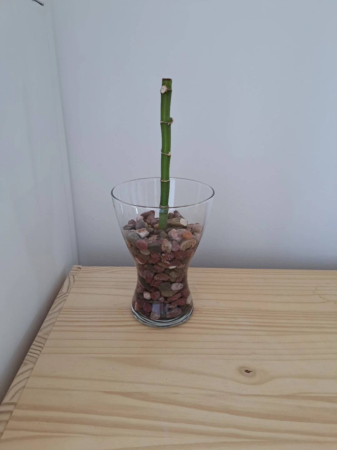 Lucky Bamboo in Glass Vase - photo 3