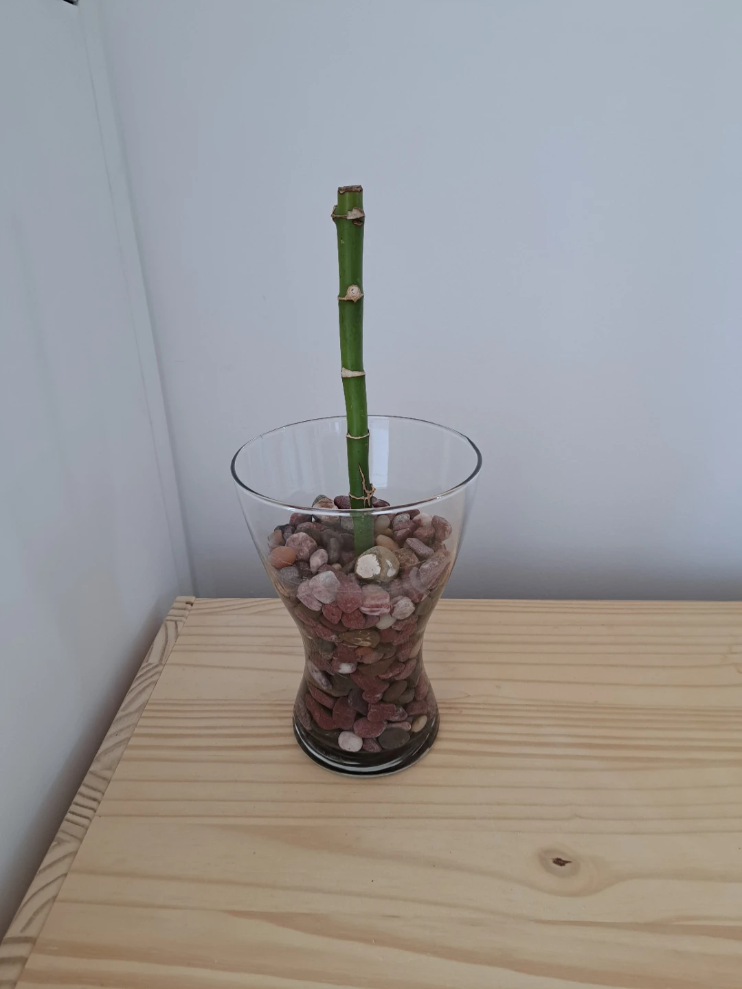 Lucky Bamboo in Glass Vase - photo 4