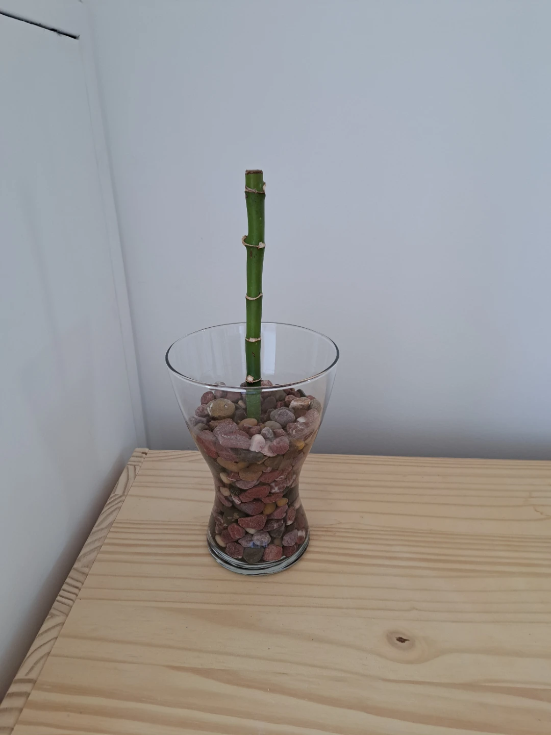 Lucky Bamboo in Glass Vase - photo 5