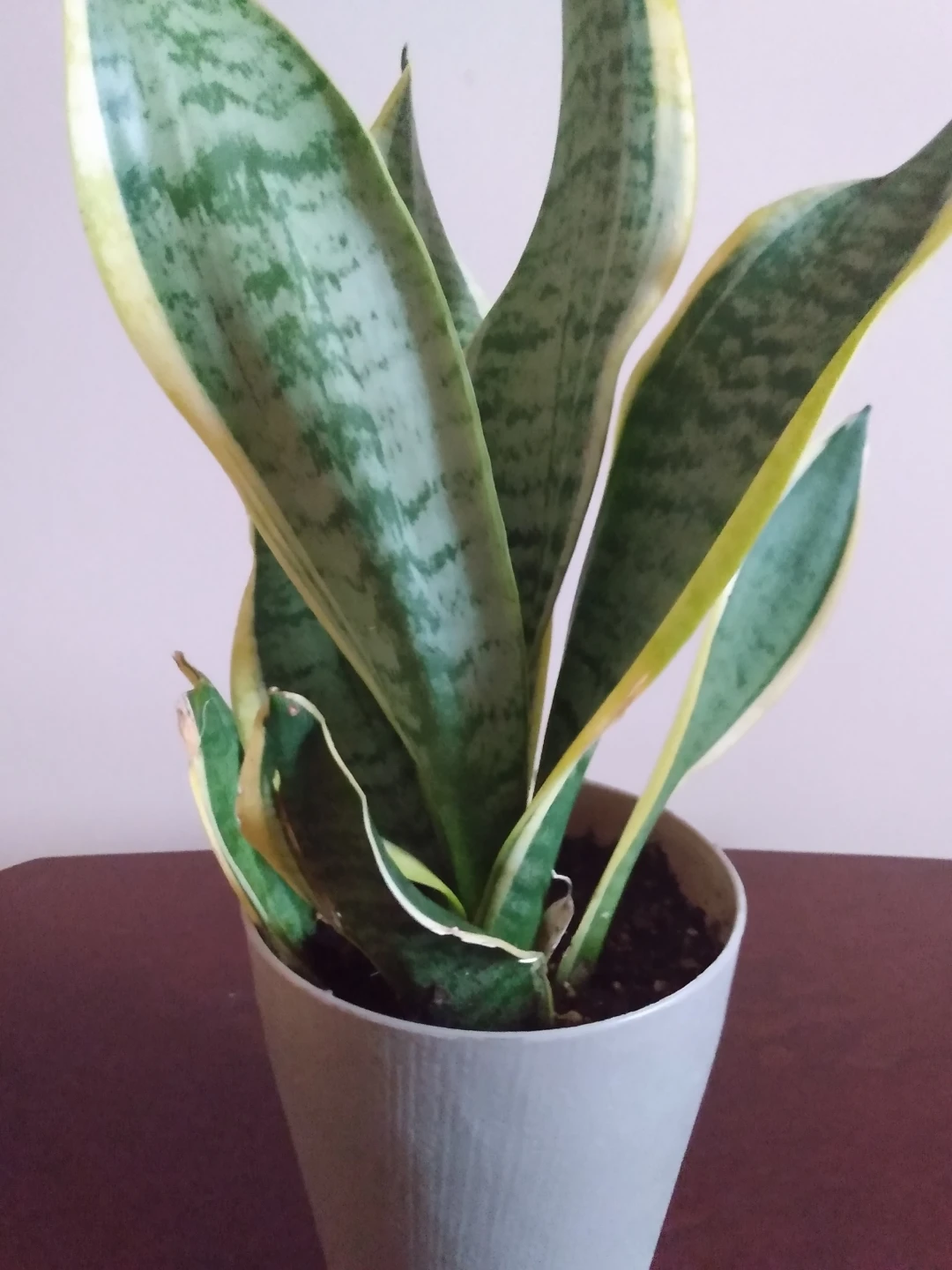 Healthy Live indoor Sansevieria Plant in Pot - photo 2