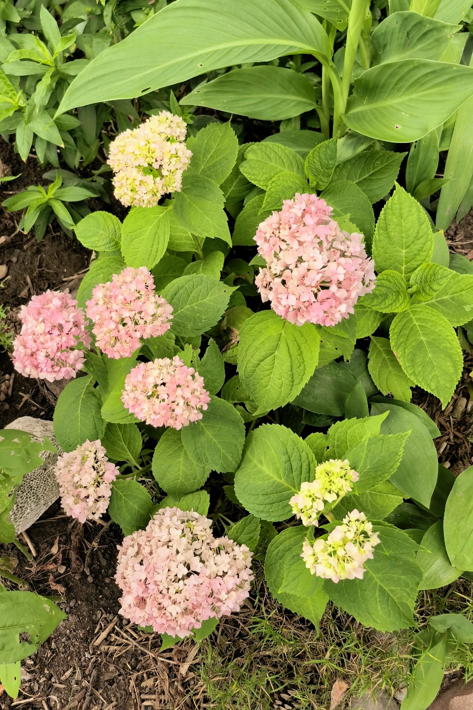 Endless Summer Hydrangea