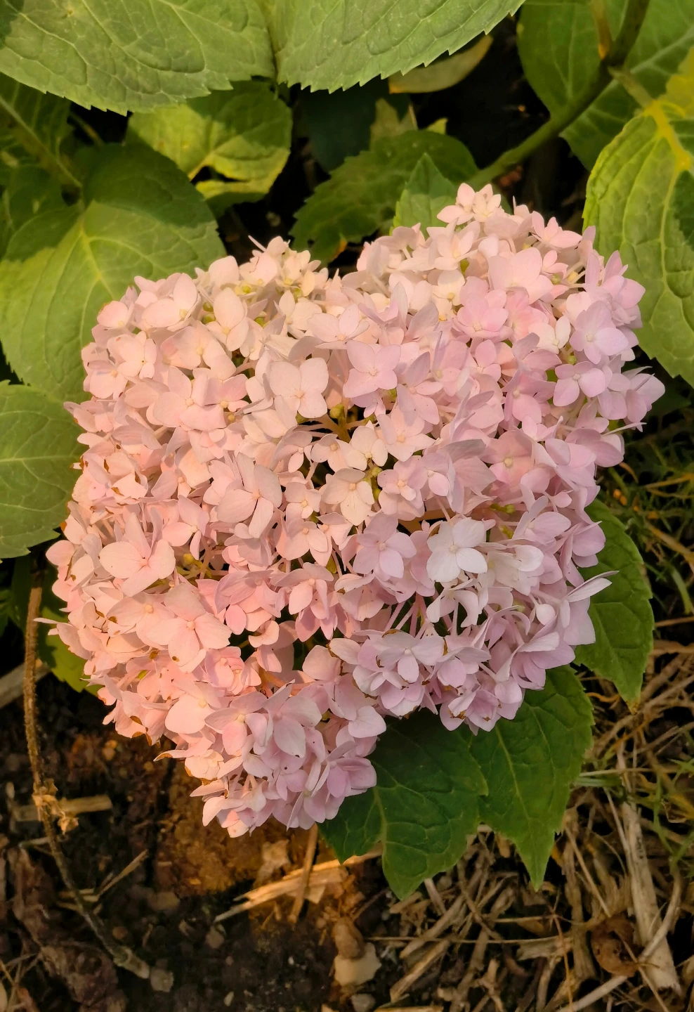 Endless Summer Hydrangea - photo 2