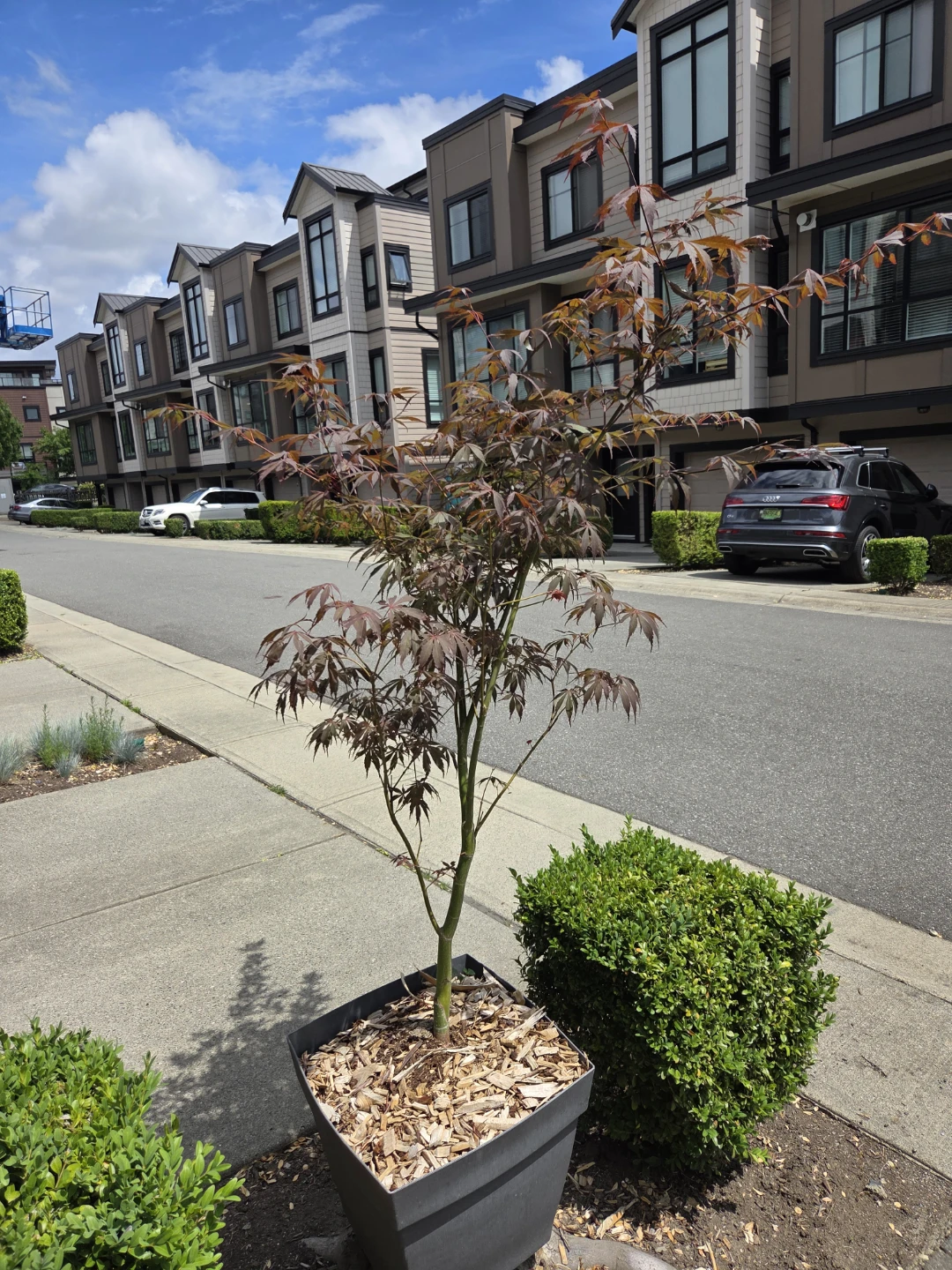 Mini Japanese Maple Tree in Pot great for patios or yard - photo 2