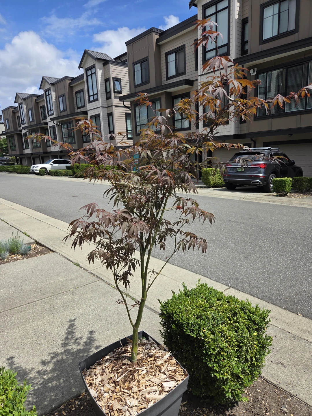 Mini Japanese Maple Tree in Pot great for patios or yard - photo 3