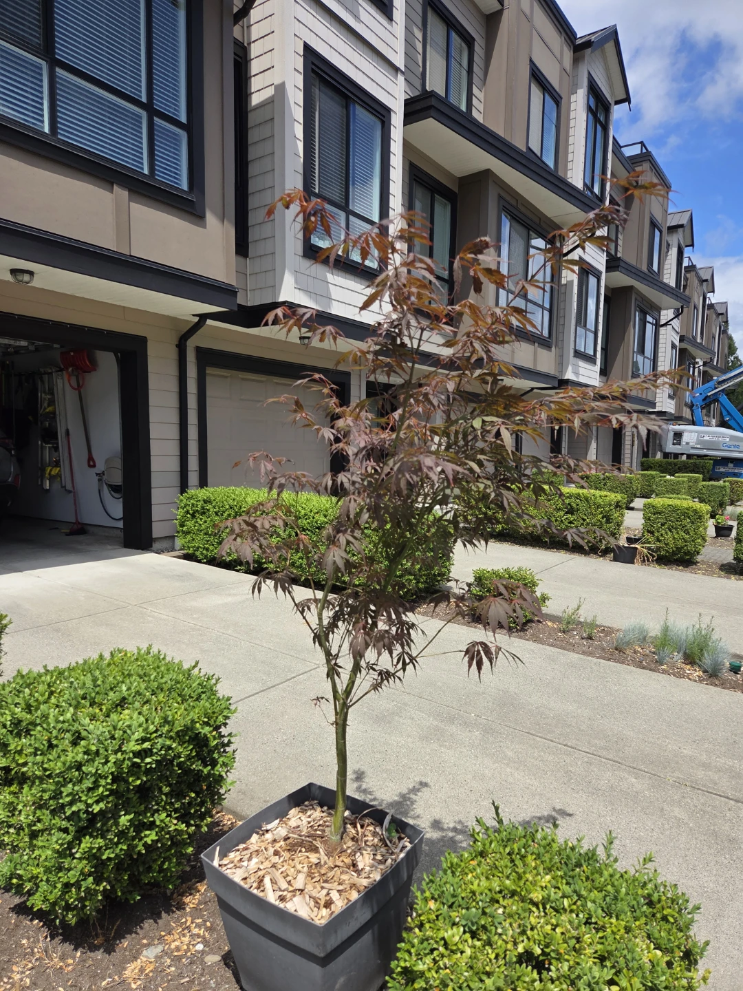 Mini Japanese Maple Tree in Pot great for patios or yard - photo 4