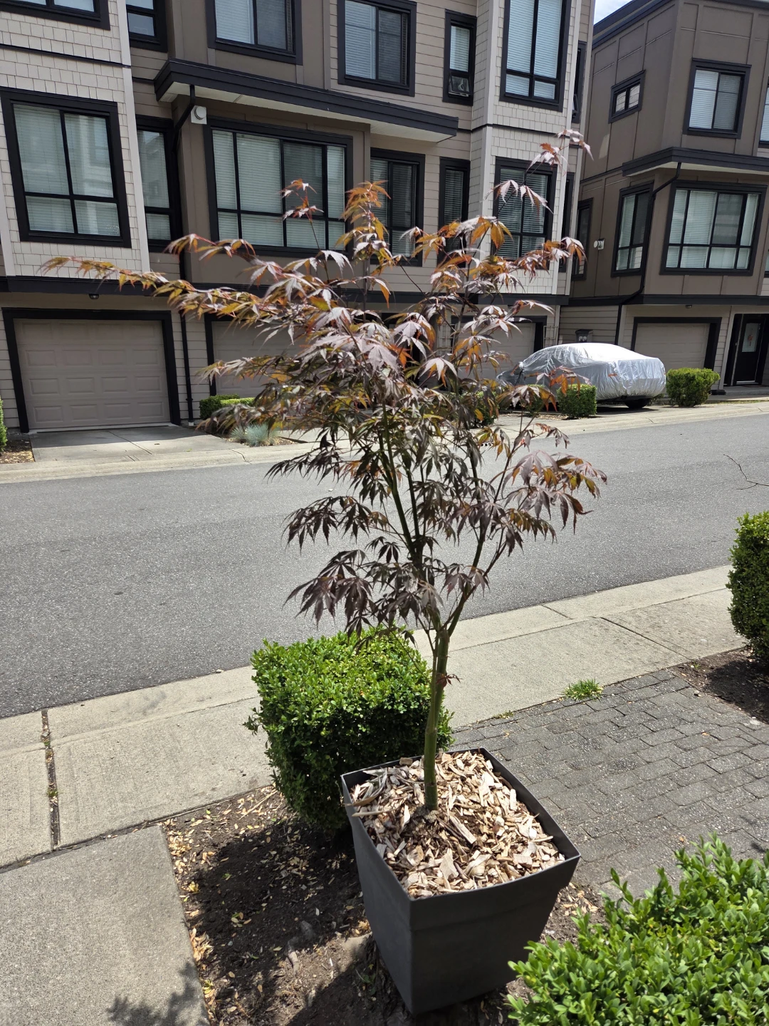 Mini Japanese Maple Tree in Pot great for patios or yard - photo 5