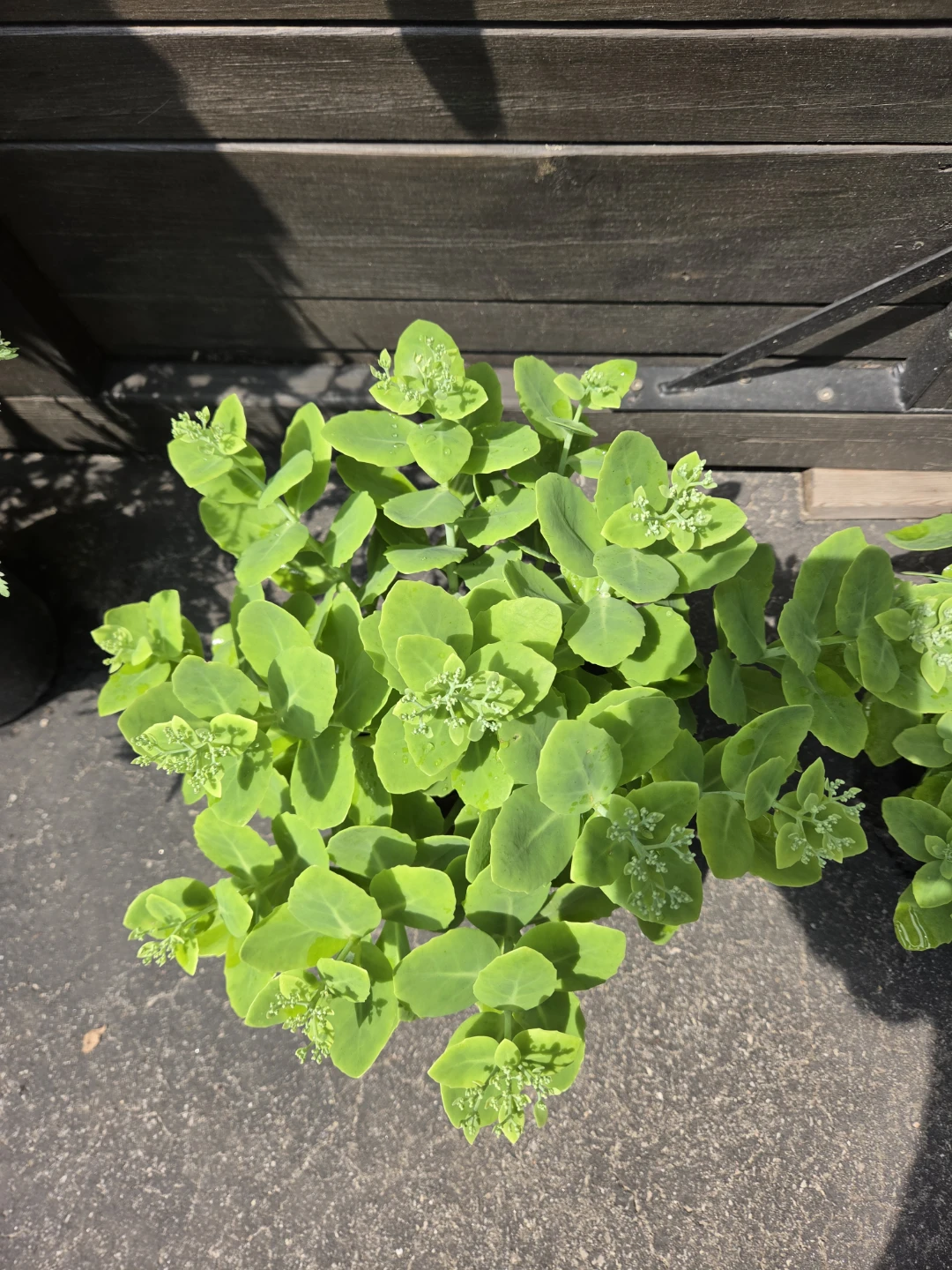 Green Sedum Plant