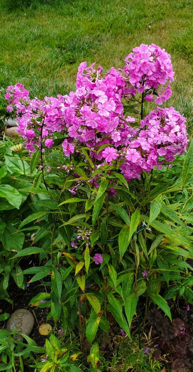 Phlox
