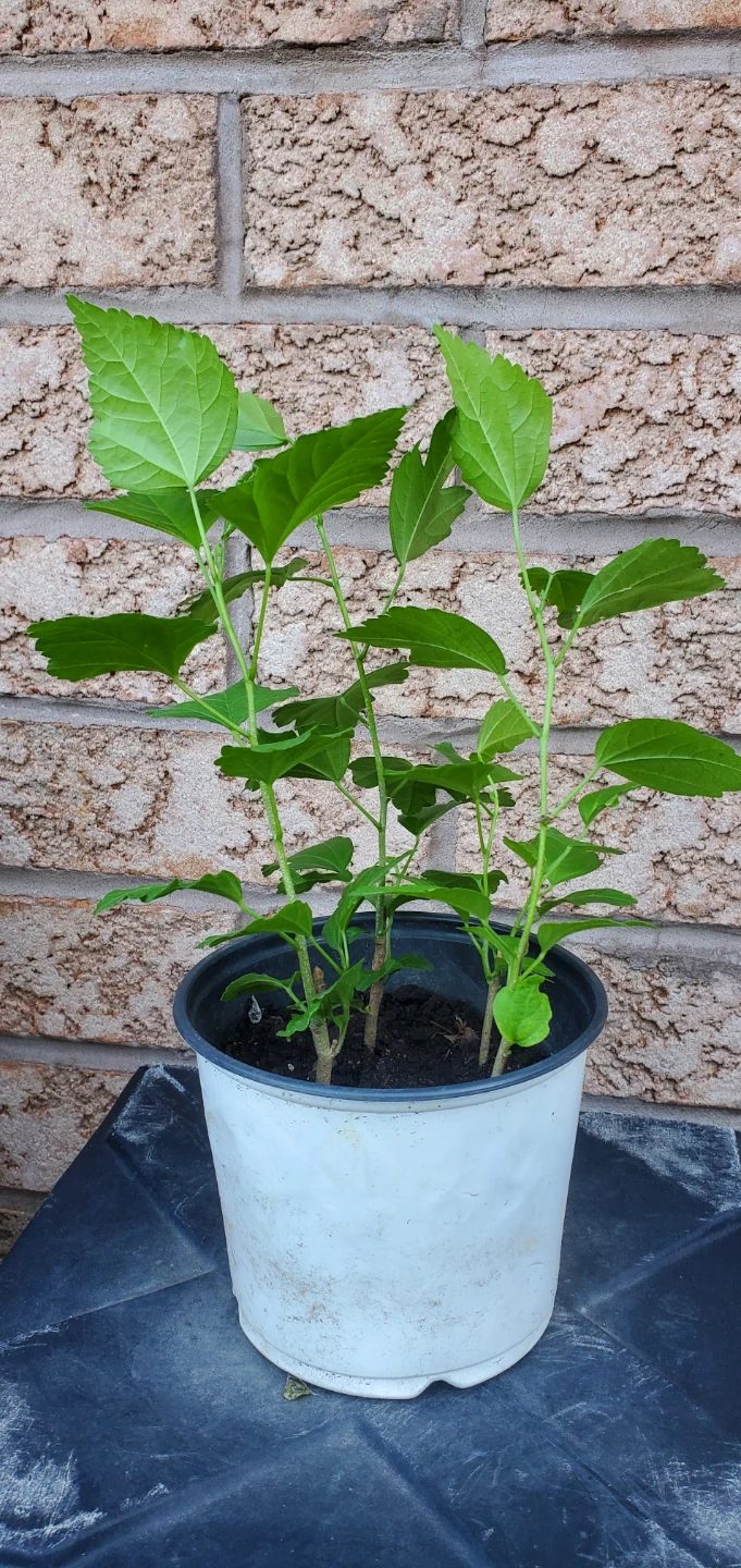Rose of Sharon - photo 2