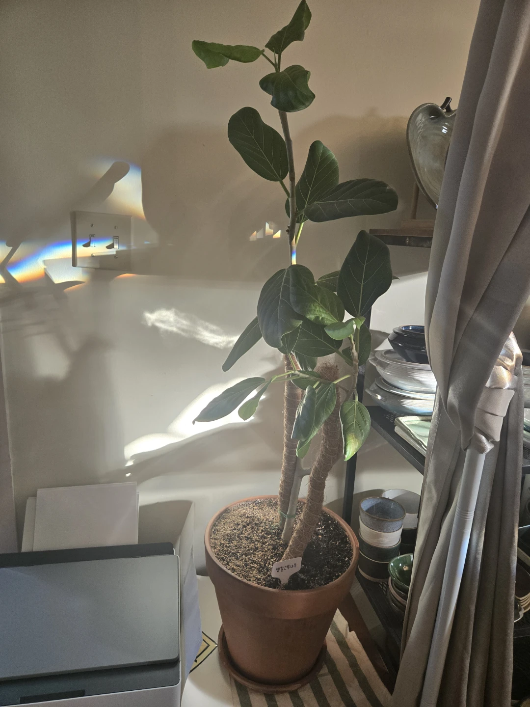 Fiddle Leaf Fig Plant - photo 2