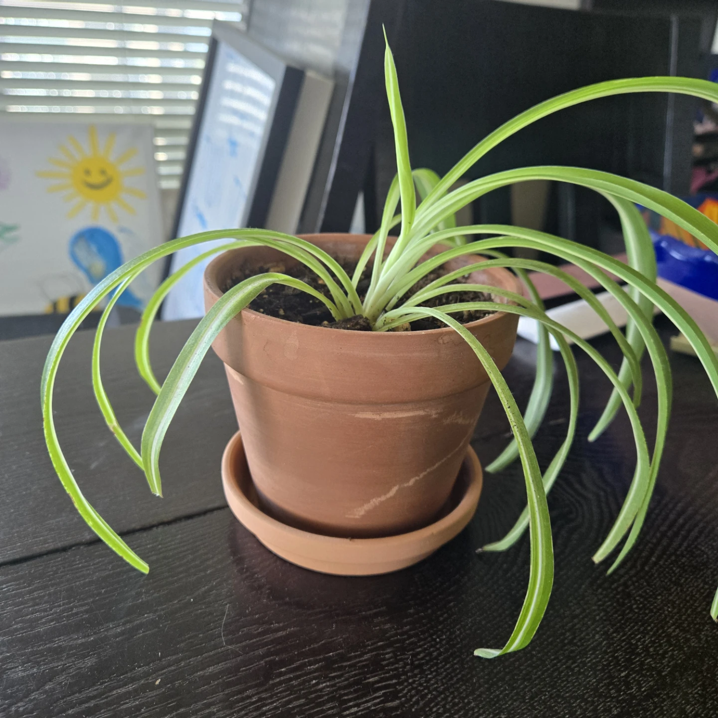 Spider Plant in Terracotta Pot - photo 2