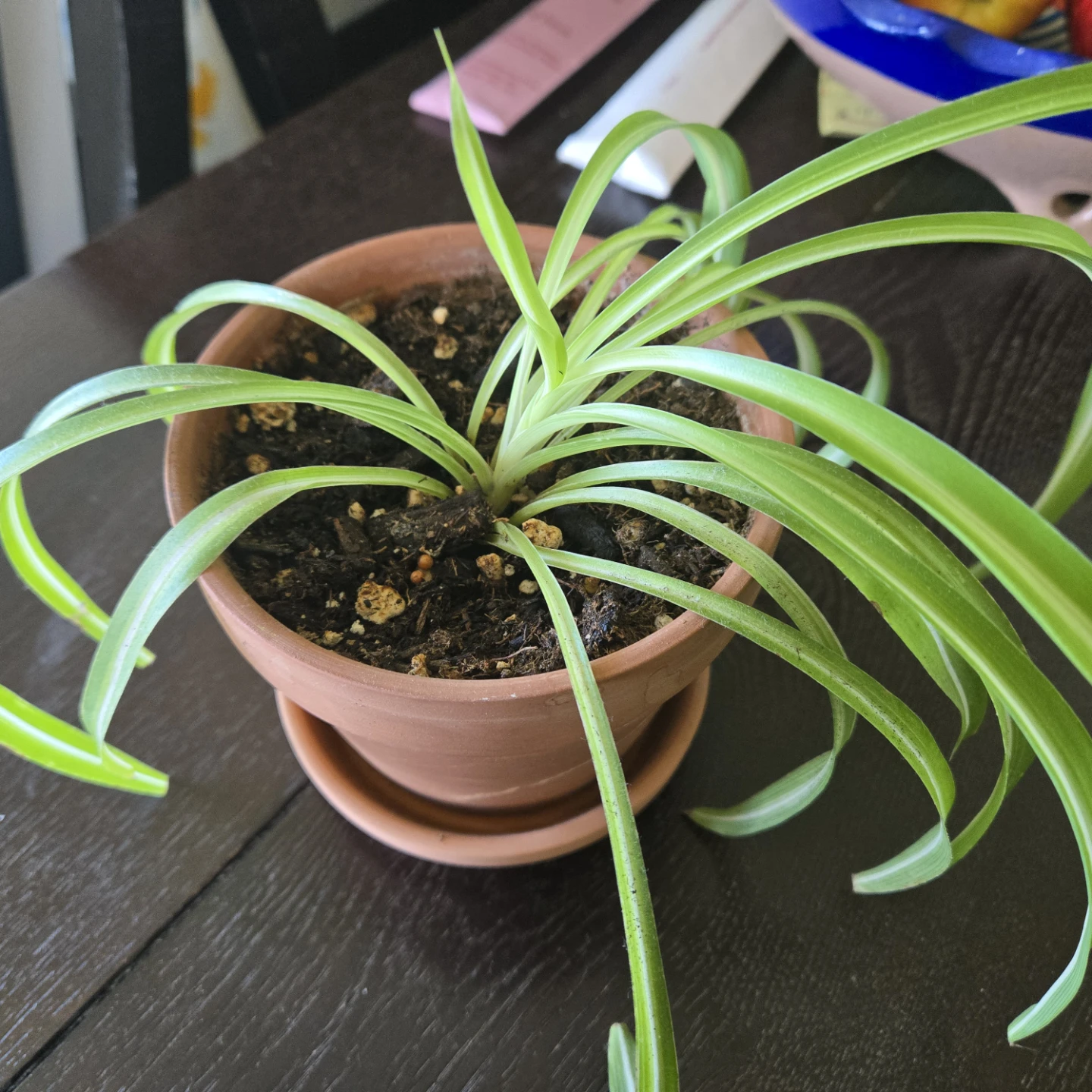 Spider Plant in Terracotta Pot - photo 3