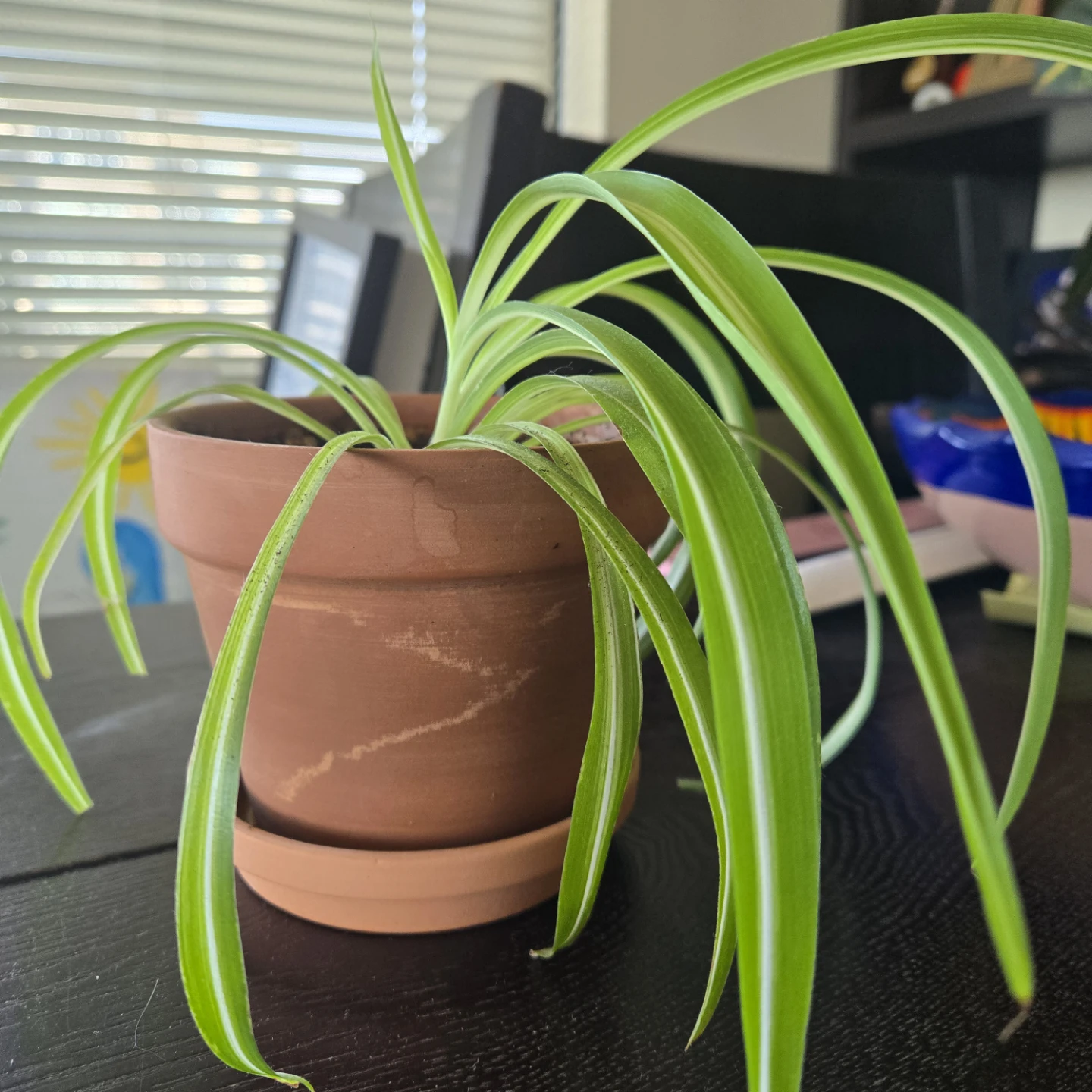 Spider Plant in Terracotta Pot - photo 4