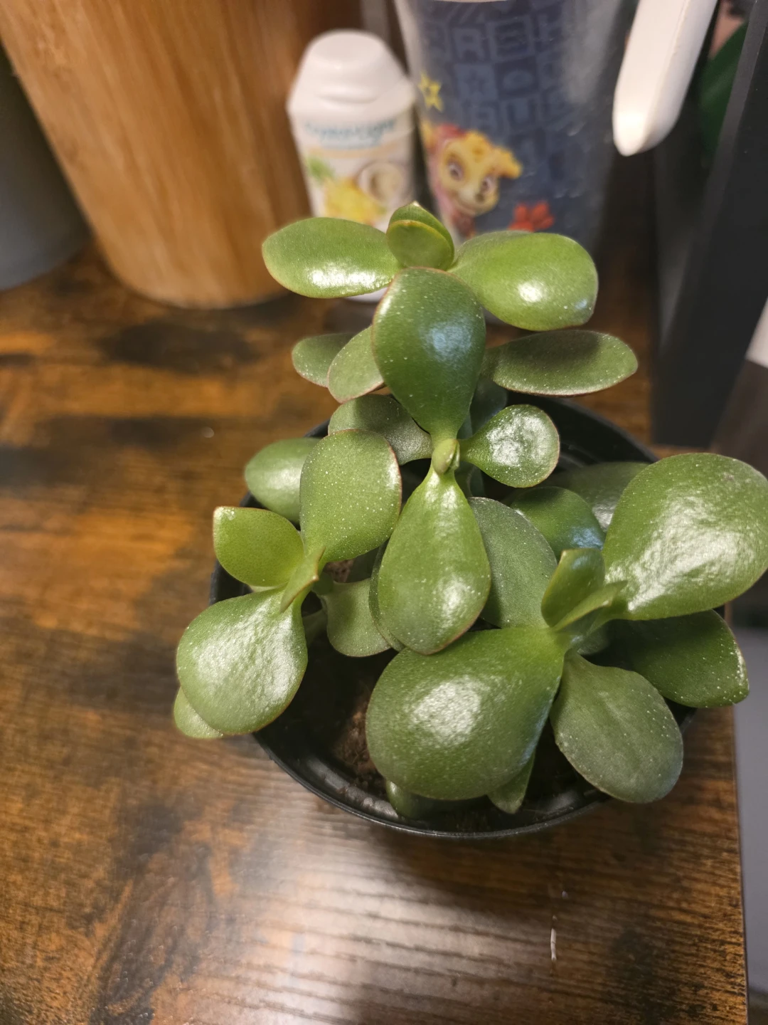 Healthy Jade Plant in Black Pot