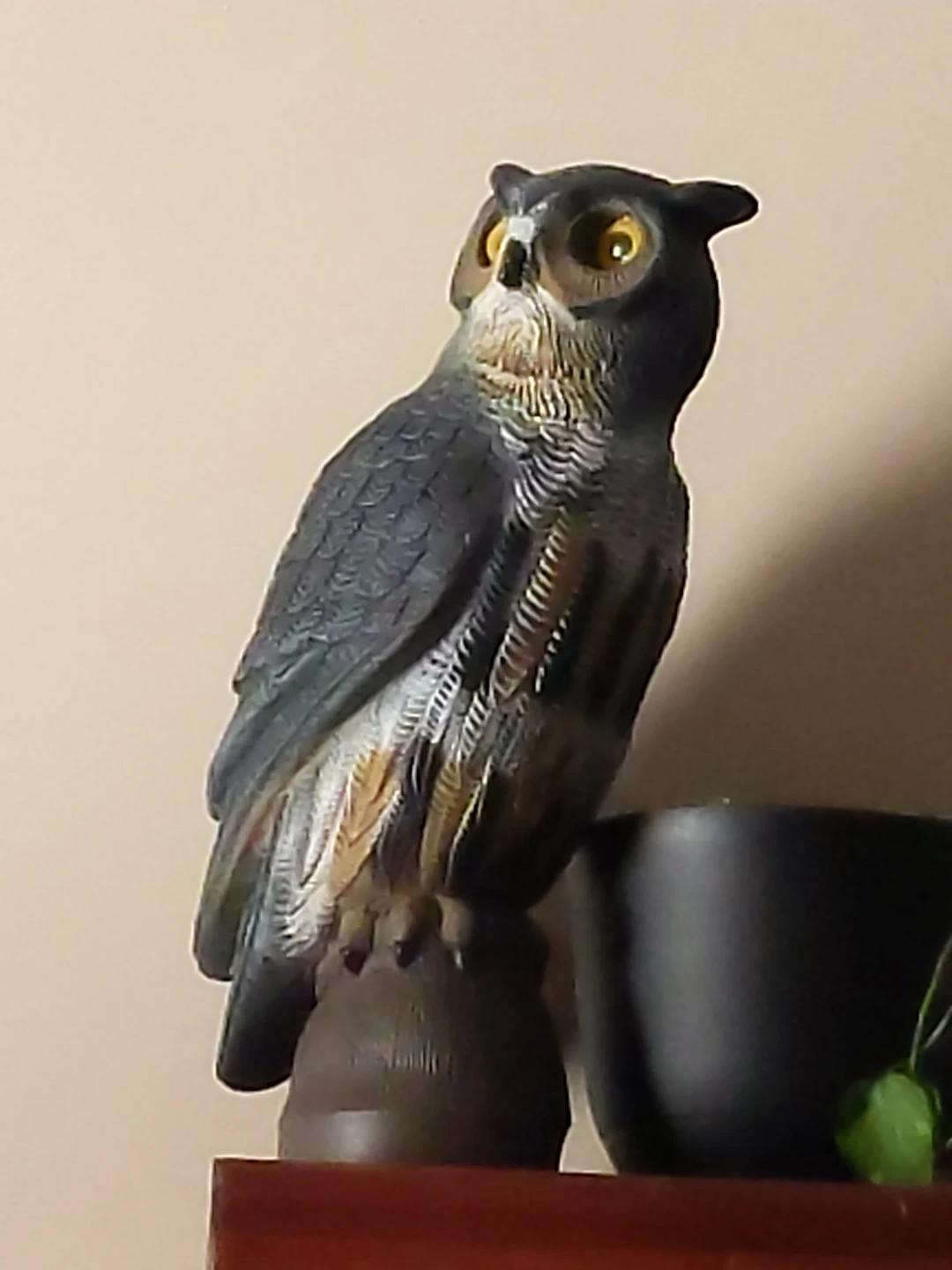 Great Horned Owl