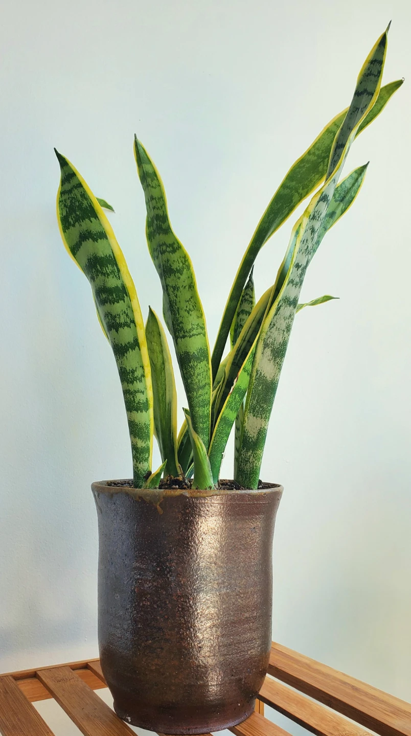 20" Tall Variegated Snake Plant in Ceramic Pot