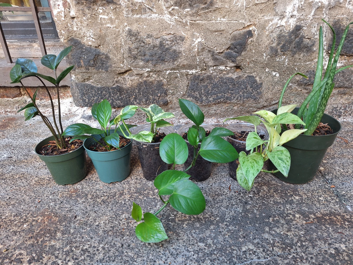 Assorted Potted Plants - 6 Varieties