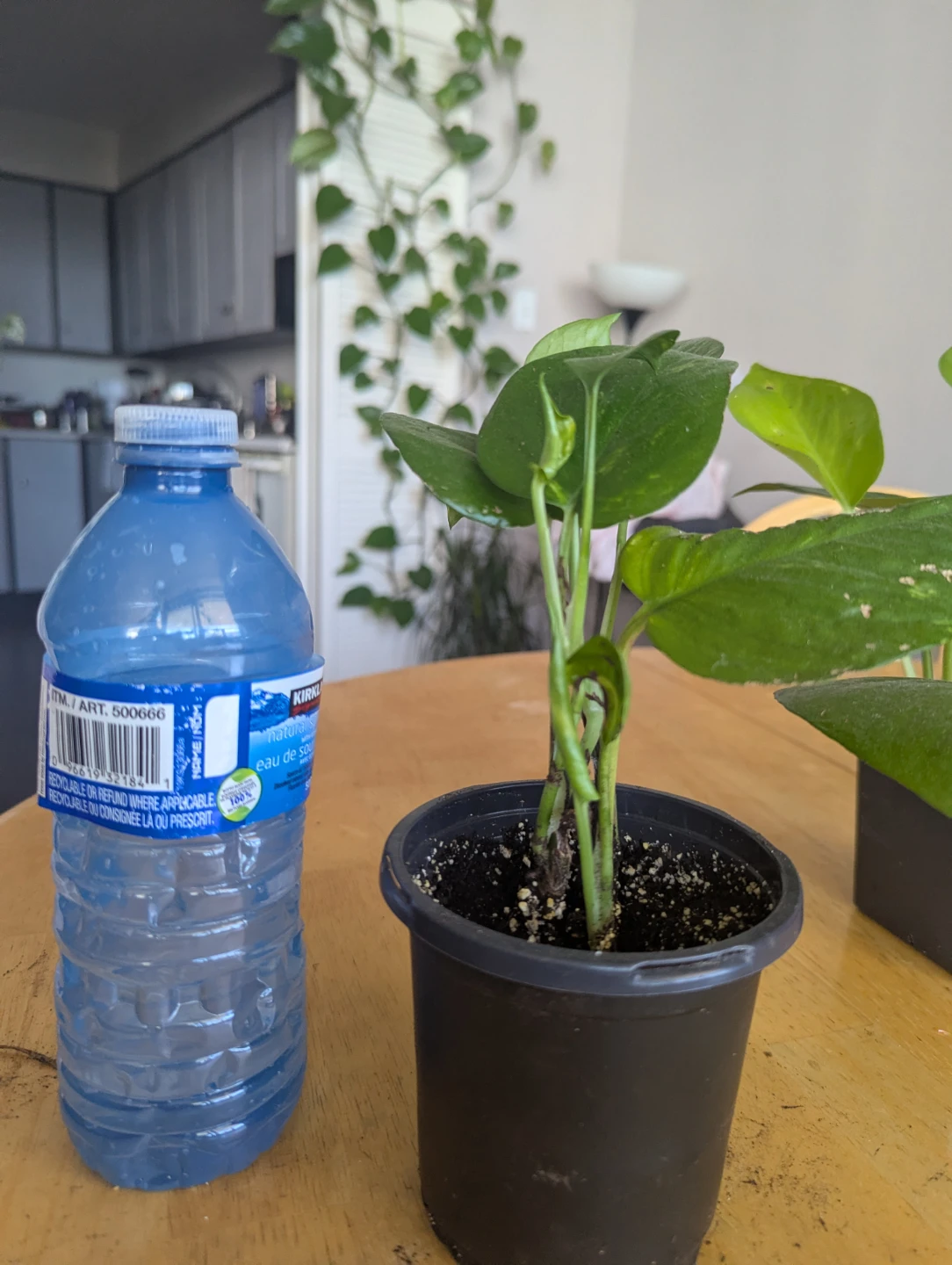 Pothos money plant - photo 2
