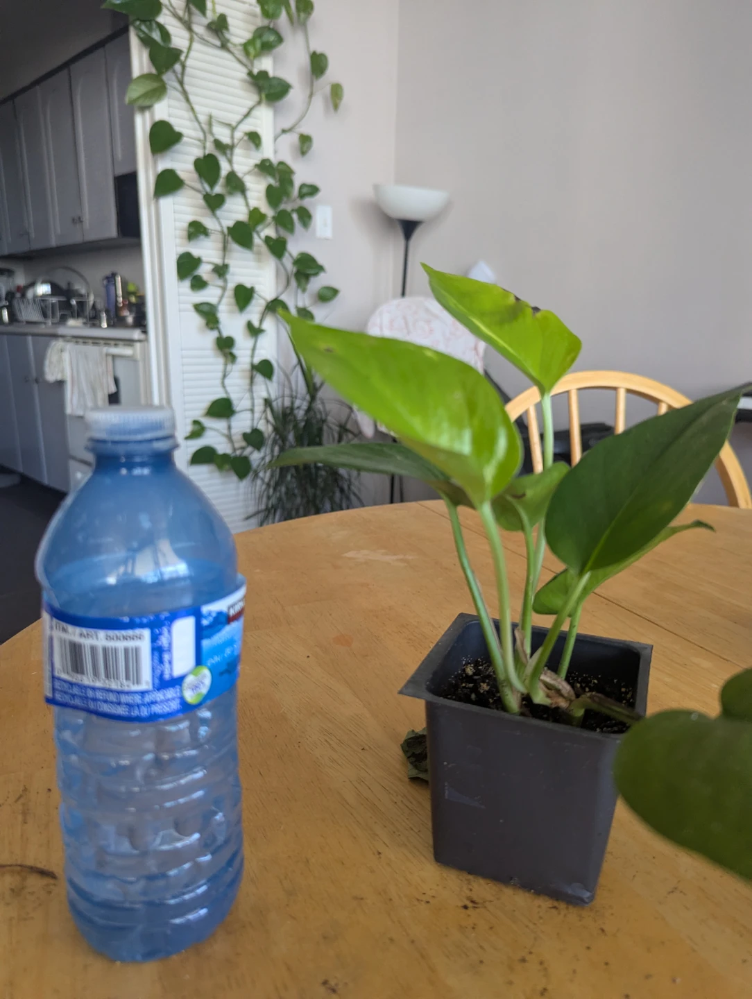 Pothos money plant - photo 3