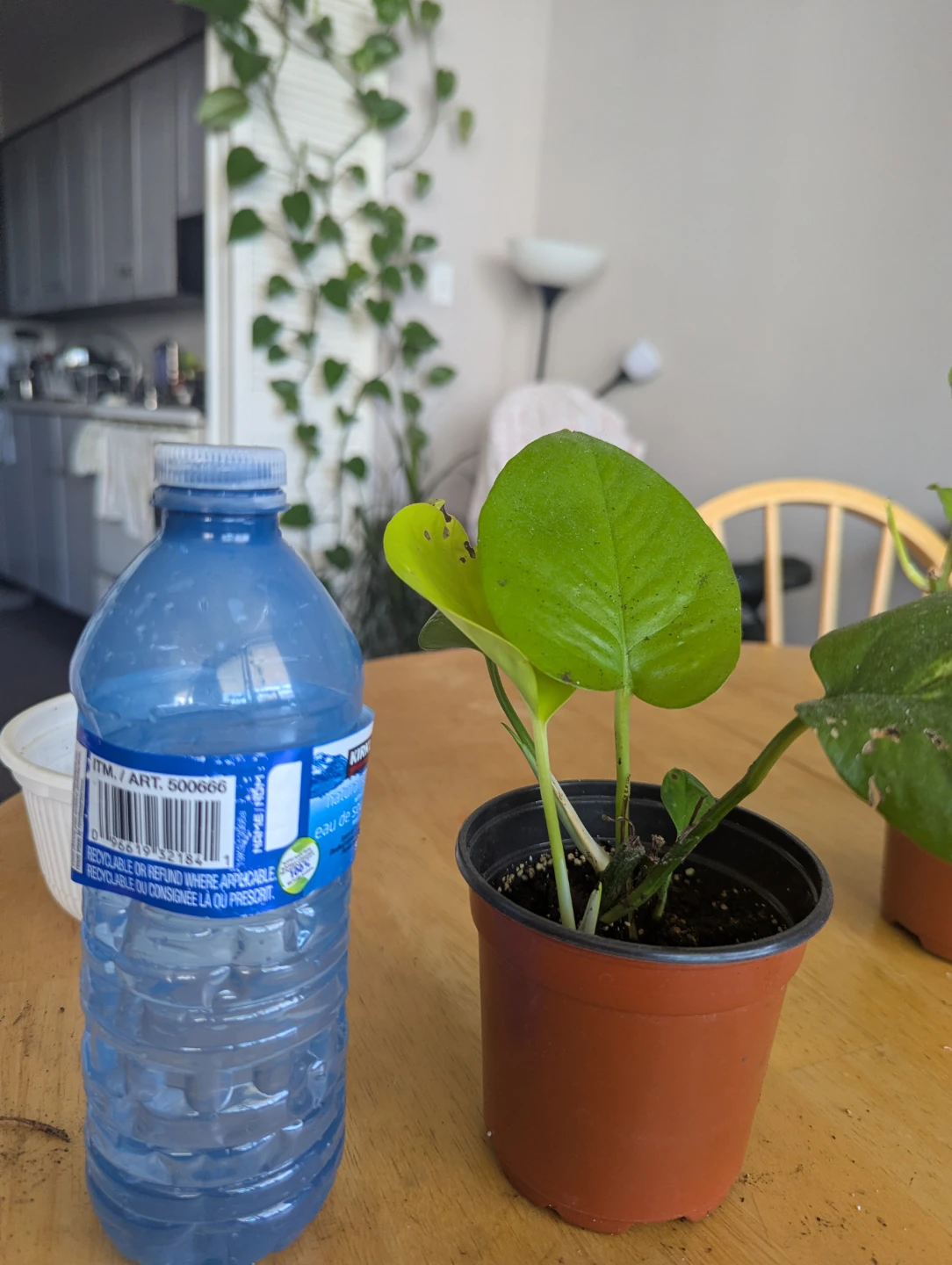 Pothos money plant - photo 4