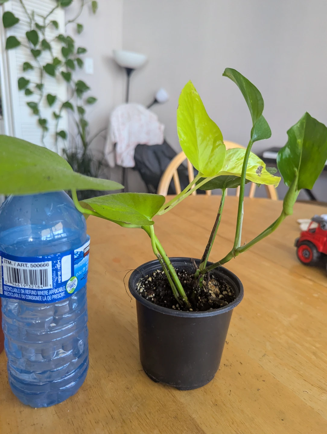 Pothos money plant - photo 2