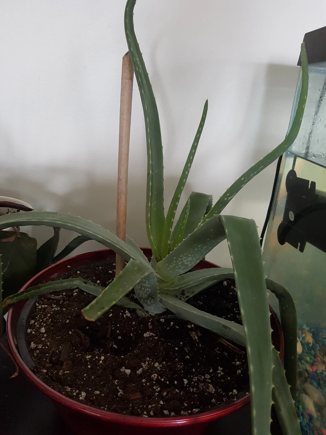Aloe Vera Plant in slightly big Red Pot - photo 2