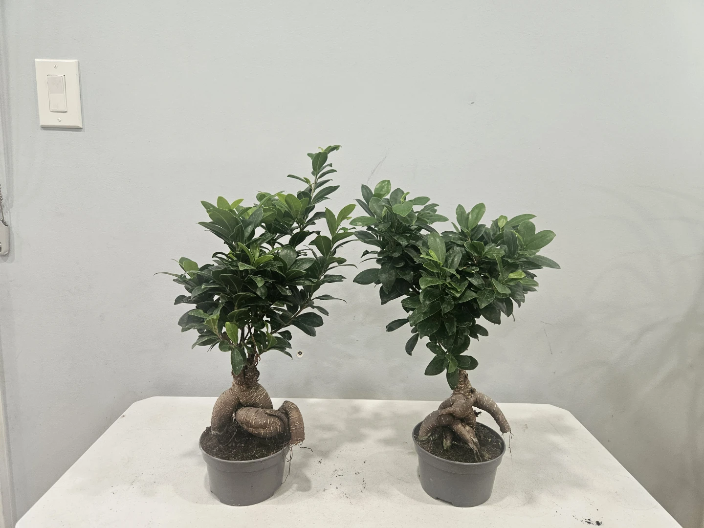 Ficus Bonsai Retusa Ginseng Plants ($25 each pot)
