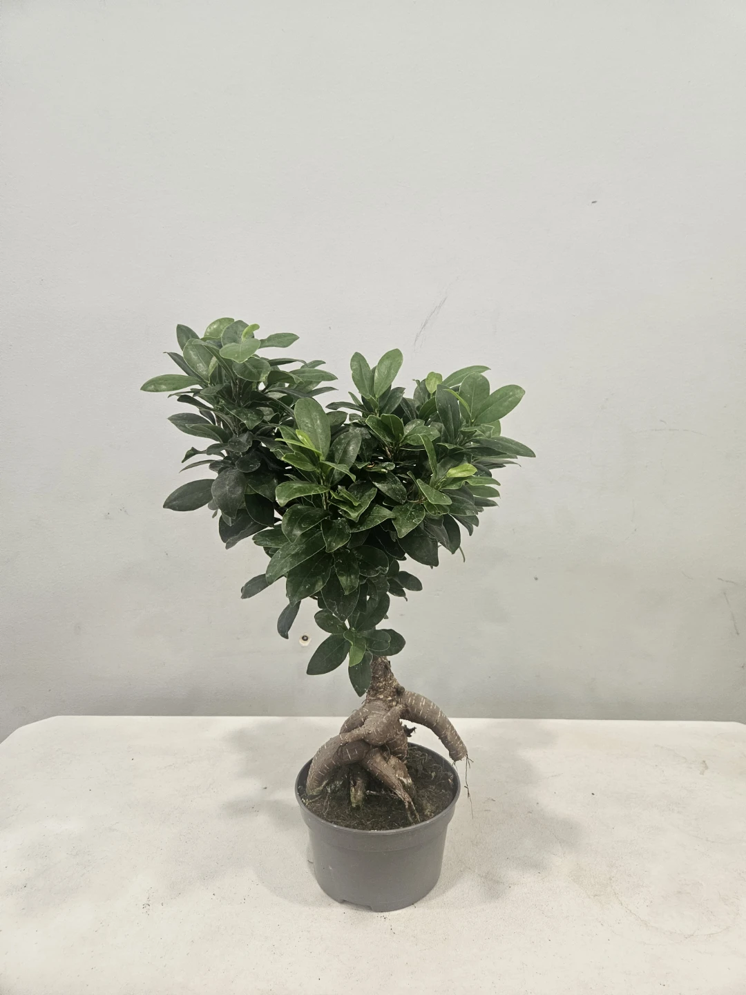 Ficus Bonsai Retusa Ginseng Plants ($25 each pot) - photo 2