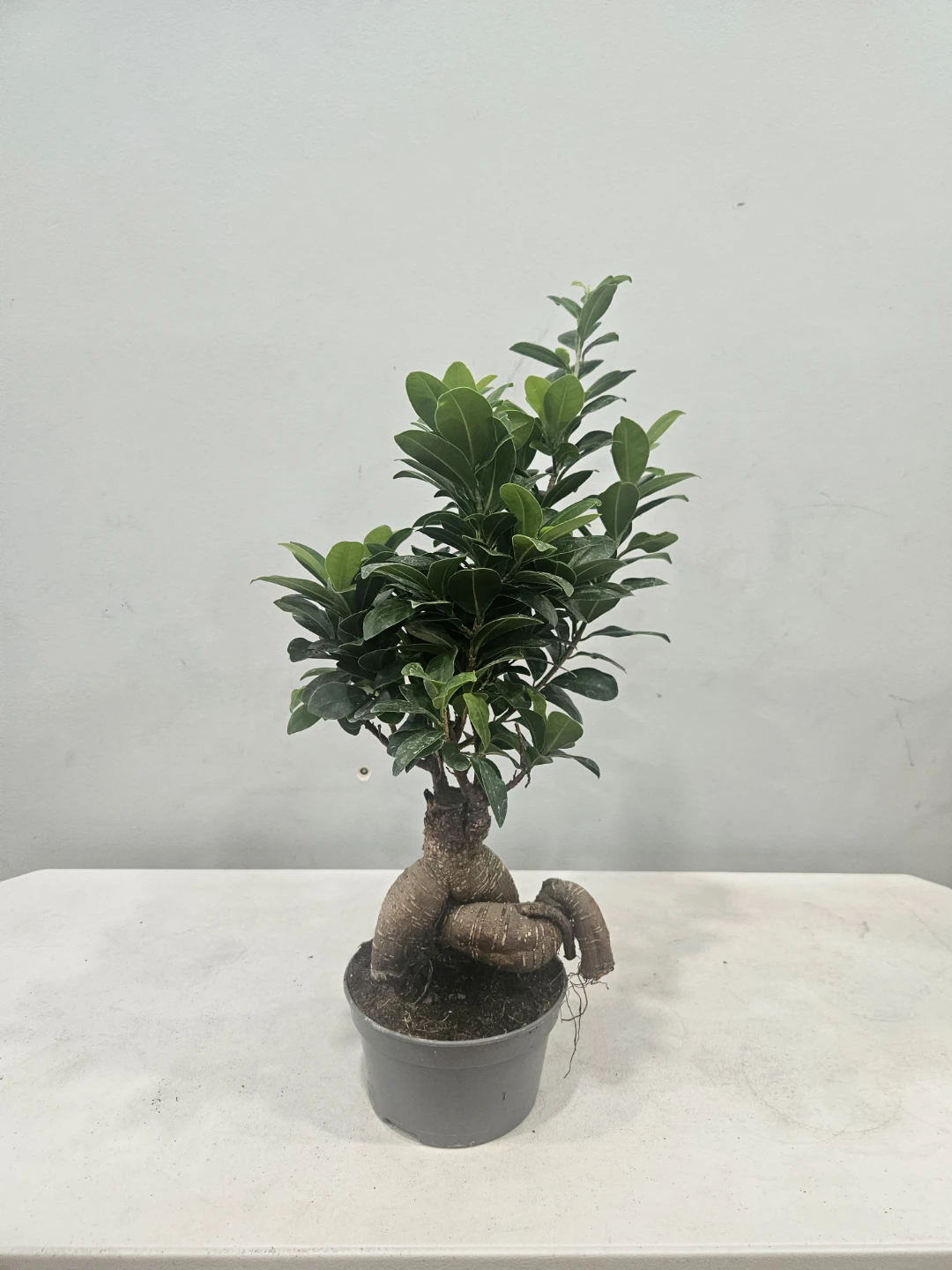 Ficus Bonsai Retusa Ginseng Plants ($25 each pot) - photo 3