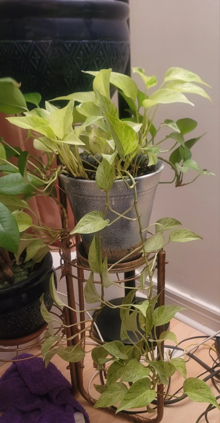 Marble Queen Pothos Plant