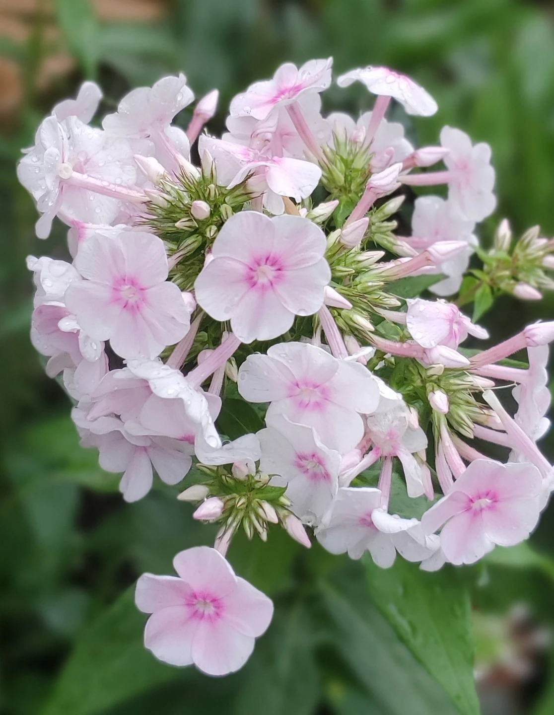 Phlox