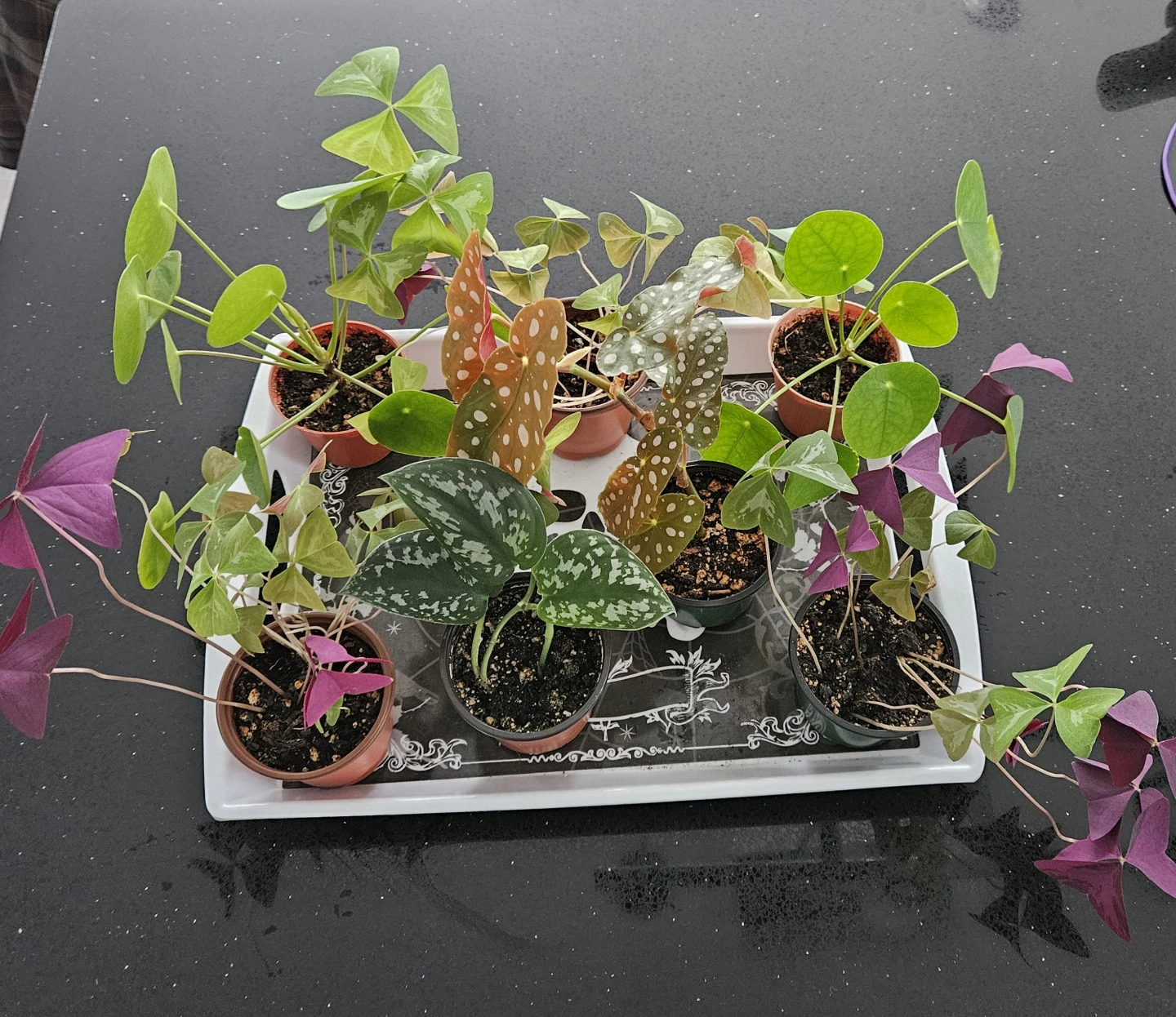 Assorted Potted Plants - Oxalis, Begonia, Pilea, Scindapsus